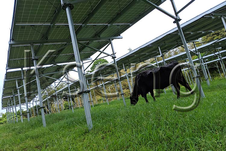 L'agriculture solaire peut-elle améliorer l'industrie agricole moderne ?

